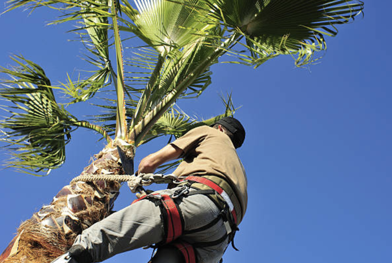 palm tree pruning Buellton ca
