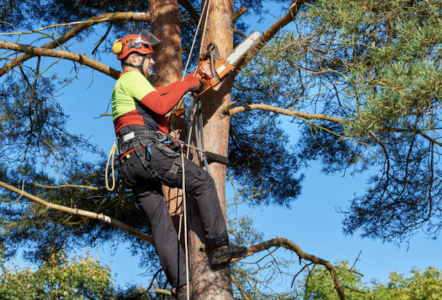 tree pruning barbara