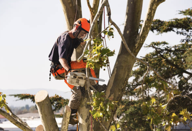 tree removal santa barbara